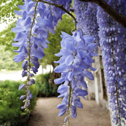 Wisteria Seeds - for Home Gardens Seeds