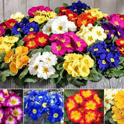 Mixed Wildflower Primula Seeds