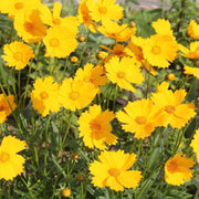 Indian Cockade Seeds