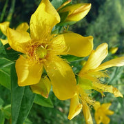 Ascyron Hypericum Seeds