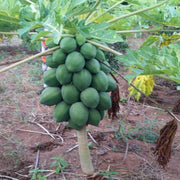 Dwarf Cylindrical Papaya Seeds