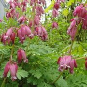 Dicentra Formosa Seeds, Fern-Leaf