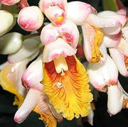 Kat Ginger Shell Seeds, Herbal