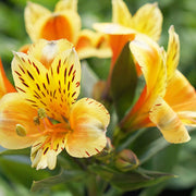 Peruvian Lily Alstroemeria Seeds