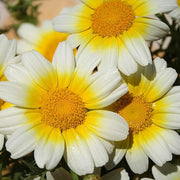 Garland Daisy Glebionis Coronaria Seeds