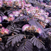 Chocolate Mimosa Seeds, Herbal