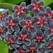 Black Red Hoya Seeds