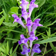 Baikal Skullcap Scutellaria Baicalensis Seeds, Herbal