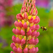 Yellow & Pink Lupine Seeds