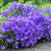 Campanula Carpatica Bellflower Seeds