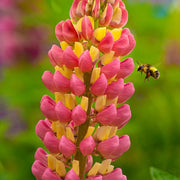 Yellow & Pink Lupine Seeds
