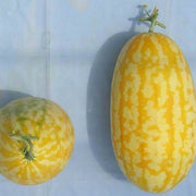 Gold in Gold Watermelon Seeds