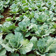 Gai Lan Broccoli Seeds