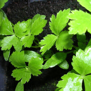 Japanese Parsley Seeds, Herbal
