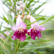 Chilopsis linearis Desert Willow Seeds