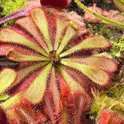 Alice Sundew Seeds