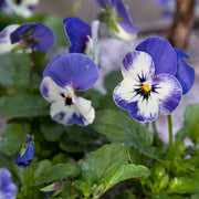Tricolor Pansy Seeds