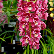 Orchid Cymbidium Seeds