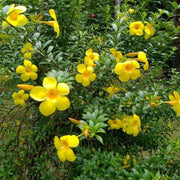 Yellow Allamanda Seeds