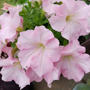 Baby Pink Petunia Seeds