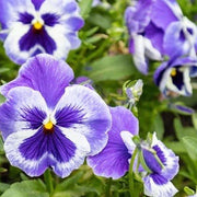 Tricolor Pansy Seeds