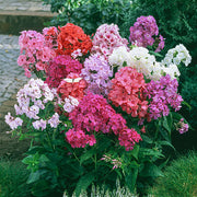 Mix Phlox Seeds