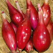 Red Torpedo Onion Seeds