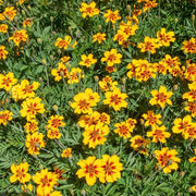 Marigold Naughty Marietta Seeds