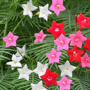 Climbing Scarlet Cypress Vine Seeds