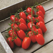 Juliet Tomato Seeds