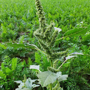 Retroflexus Amaranth Seeds