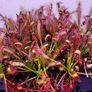 Cape Sundew Seeds