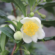 Camellia Sinensis Seeds - Herbal Seeds
