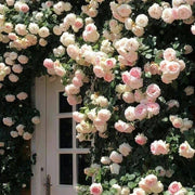 Cream Climbing Rosa spp. Seeds