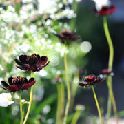 Chocolate Cosmos Cosmos Seeds