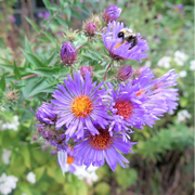 Hardy New England Aster Seeds