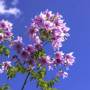 Imperialis Dahlia Seeds