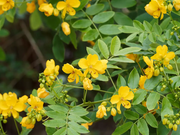 Egyptian Senna Alexandrina Seeds
