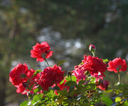 Red Climbing Rose Seeds