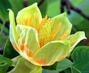 Ornamental Shade Tulip Seeds