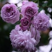 Purple Climbing Rose Seeds