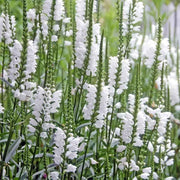 White Obedient Seeds