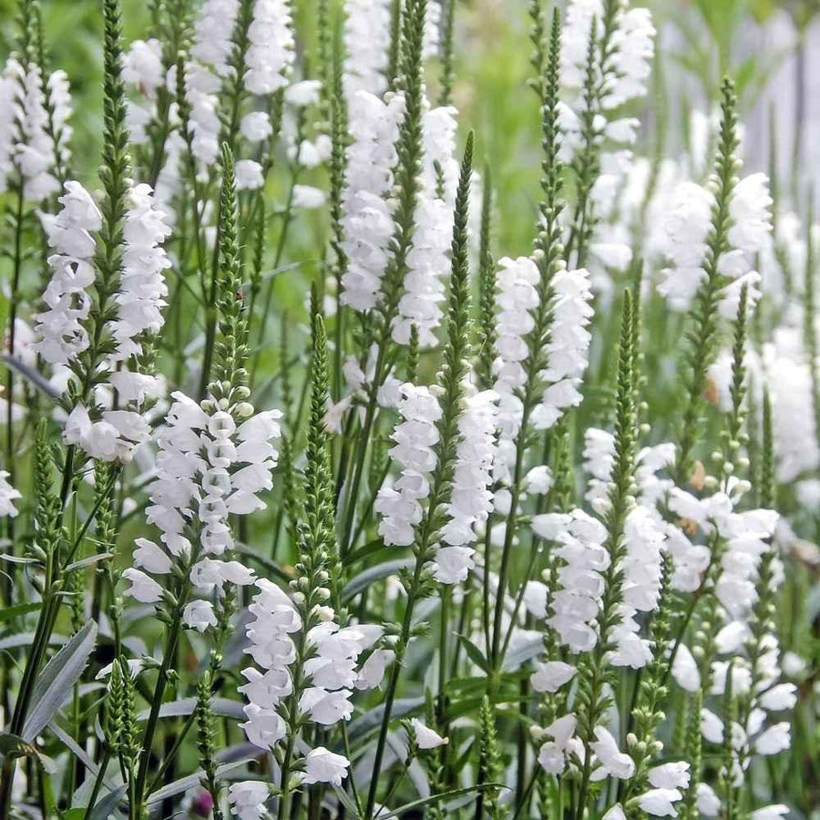 White Obedient Seeds