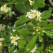 Tobira Pittosporum Seeds
