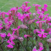 Wild Pink Silene Caroliniana Seeds