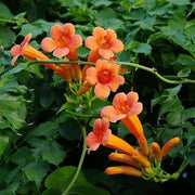 Hummingbird Vine Seeds, Scarlet Trumpet