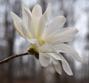Star Magnolia Seeds