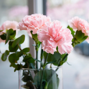 Pink Carnation Seeds