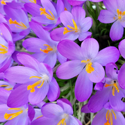 Hardy Fall Bloomer Autumn Crocus Seeds