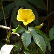 Hawaiian Woodrose Merremia Tuberosa Seeds
